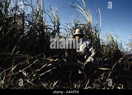 Coupe de la canne à sucre aux Philippines dans la plantation de l'Hacienda Luisita sur le président Cory Aquino s domaine familial février 1991 Banque D'Images