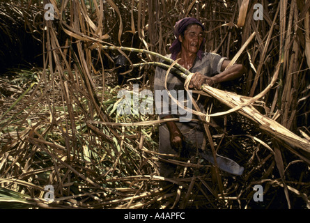 Coupe de la canne à sucre aux Philippines travaillant dans les domaines de la plantation de l'Hacienda Luisita Banque D'Images