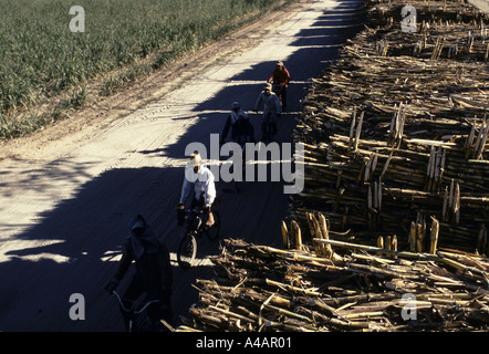 La canne à sucre chargés sur des véhicules ferroviaires pour le moulin à sucre à l'Hacienda Luisita sur le Président Cory Aquino's family estate, Mar1991 Banque D'Images