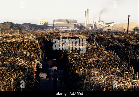 La canne à sucre chargés sur des véhicules ferroviaires pour le moulin à sucre à l'Hacienda Luisita sur le Président Cory Aquino's family estate, Mar1991 Banque D'Images