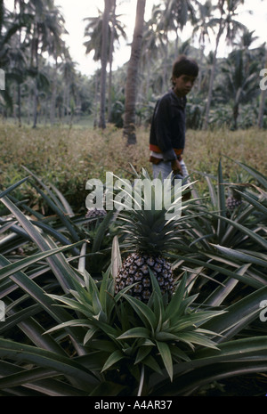 L'Imok plantation de cocotiers, appartenant à un parent du président Cory Aquino, en conflit avec ses agriculteurs, Février 1991 Banque D'Images