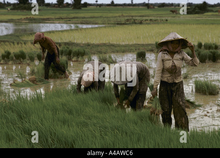 Cambodge : les femmes qui travaillent dans la rizière le repiquage du riz, la province de Prey Veng. Banque D'Images