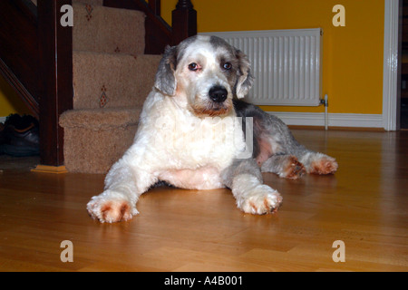 Old English Sheepdog (également connu sous le nom de haut-le-pied) Banque D'Images