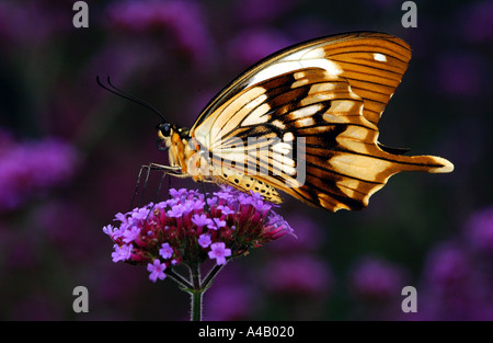 Papilio dardanus mâle alimentation papillon de fleur Banque D'Images