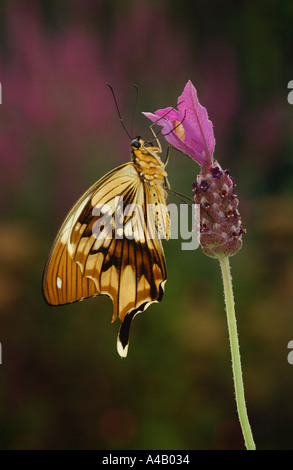 Papilio dardanus mâle alimentation papillon de fleur Banque D'Images