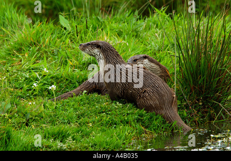 Une paire de la loutre européenne (Lutra lutra) au bord d'un lac Banque D'Images