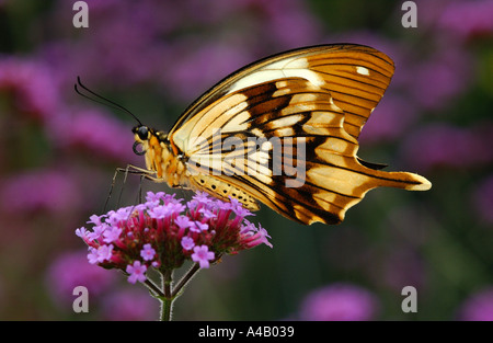 Papilio dardanus mâle alimentation papillon de fleur Banque D'Images