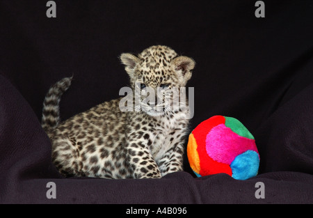 Semaine 6 élevés au vieux persan Leopard Cub Banque D'Images