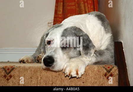 Old English Sheepdog (aussi connu sous le Bobtail) reposant sur l'atterrissage au sommet d'un escalier Banque D'Images