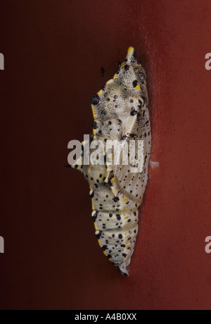 Grand Papillon Blanc Chrysalis (Pieris brassicae) au Royaume-Uni Banque D'Images