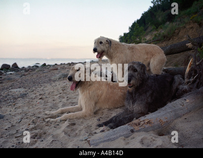 Trois chiens sur beach Irish Wolfhound, Gdynia, Pologne Banque D'Images