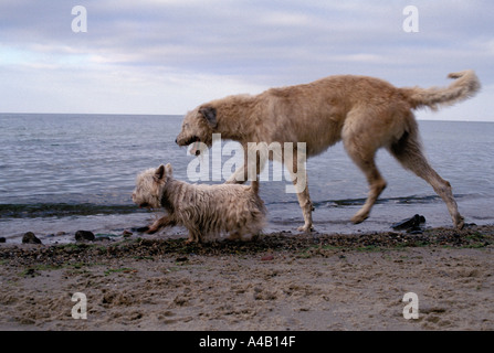 Irish Wolfhound et White Terrier walking on beach, Gdynia, Pologne Banque D'Images