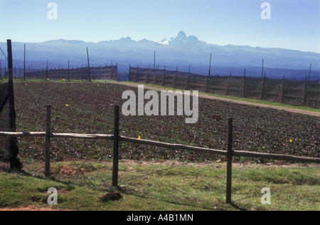 De plus en plus de légumes près de Timau sur les pentes du Mont Kenya Le Kenya Afrique de l'Est Banque D'Images