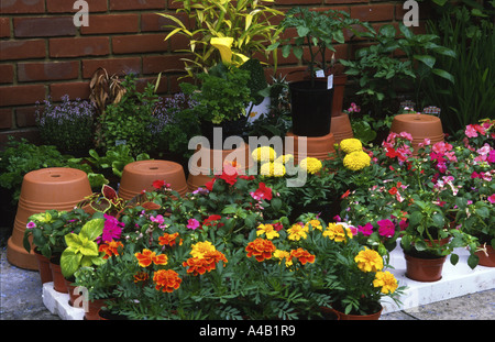 Jardin des plantes à repiquer dont le français fleurs de coléus et fucshia prêt pour planter dehors Banque D'Images