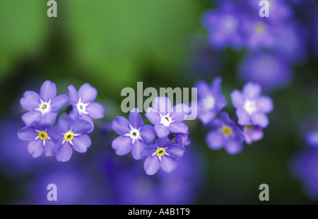 Fleur de Myosotis ne m'oubliez pas Banque D'Images