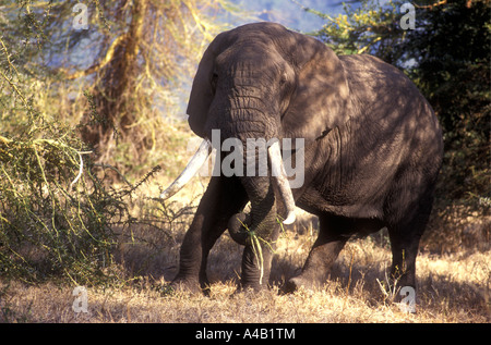 Manger l'éléphant à écorce jaune Acacia Ngorongoro Crater Tanzanie Afrique de l'Est Banque D'Images