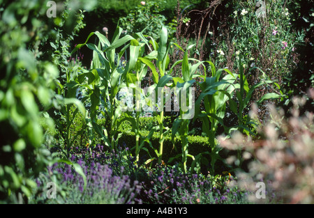 Le maïs doux de plus en plus grand potager Banque D'Images