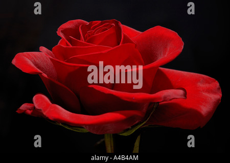 Rose rouge Banque D'Images