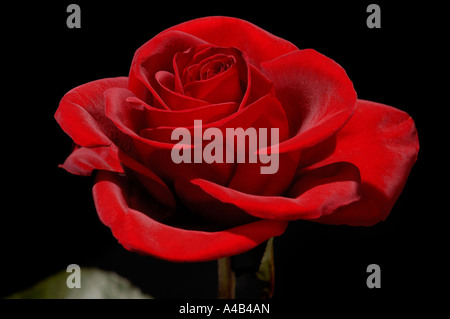 Rose rouge Banque D'Images