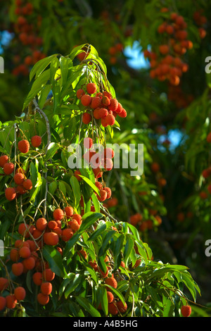 Litchis mûres prêts pour l'agriculture à l'Ile Maurice. Décembre et Janvier les voit à leur meilleur Banque D'Images