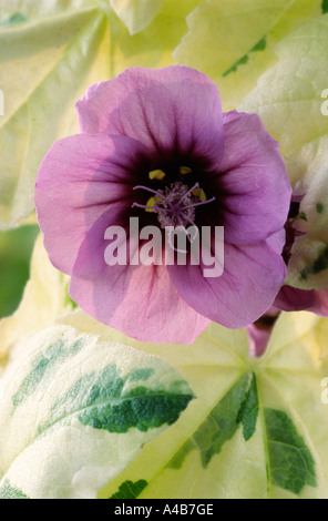 Lavatera arborea 'Variegata' Tree mallow. Banque D'Images