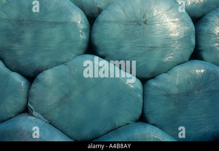 Extrémités de onze bien emballé et scellé à la lumière de l'ensilage de balles en plastique bleu empilés dans une grange ou une cour de ferme Banque D'Images