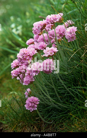 Thrift Armeria maritima rose la mer ou l'île de Skomer Wales UK Banque D'Images