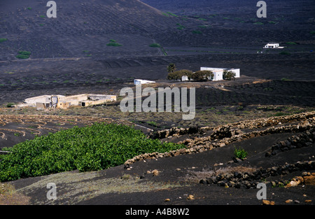 Maisons de ferme sur sol volcanique noir de vigne avec des séparateurs d'eau Lanzarote Iles Canaries Espagne Banque D'Images