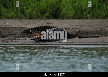 Crocodile Crocodylus acutus Canal Tortuguero Costa Rica Côte Des Caraïbes Banque D'Images