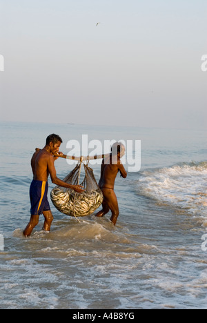 Les pêcheurs de Goa en transportant les sardines et le maquereau de leurs filets à Benaulim Beach Banque D'Images