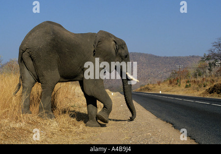 African elephant Loxodonta africana Afrique Zimbabwe crossing road Banque D'Images