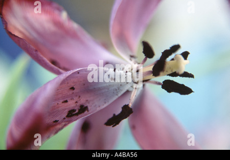 Les fleurs de tulipes restent belles même lorsqu'elles ont laissé tomber presque tous leurs pétales. Cette fleur était d'une couleur violet profond quand en pleine floraison. Banque D'Images