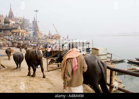 Image de buffles d'eau près de Mahashivaratri ghat ghat de crémation ou la burnng ghat de Varanasi Inde Banque D'Images