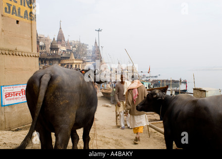 Image de buffles d'eau près de Mahashivaratri ghat ghat de crémation ou la burnng ghat de Varanasi Inde Banque D'Images