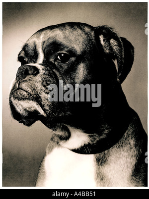 Chien Boxer Banque D'Images