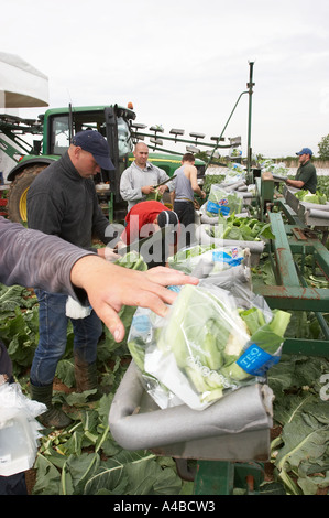 Les travailleurs d'Europe de l'est la récolte des choux-fleurs à la main dans le sud de l'Angleterre Banque D'Images
