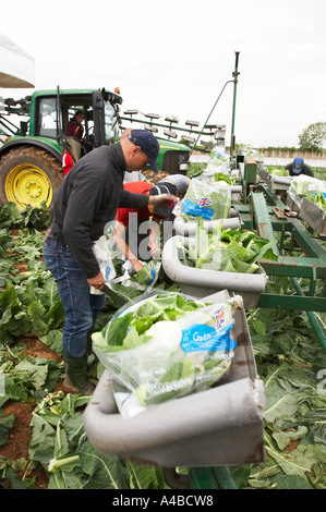 Les travailleurs d'Europe de l'est la récolte des choux-fleurs à la main dans le sud de l'Angleterre Banque D'Images