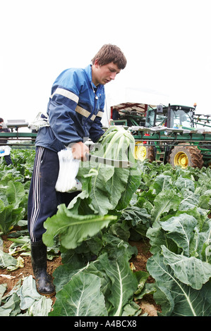 Les travailleurs d'Europe de l'est la récolte des choux-fleurs à la main dans le sud de l'Angleterre Banque D'Images