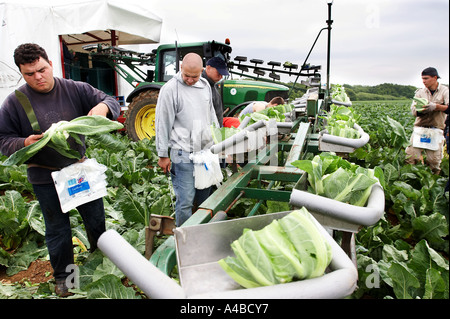 Les travailleurs d'Europe de l'est la récolte des choux-fleurs à la main dans le sud de l'Angleterre Banque D'Images