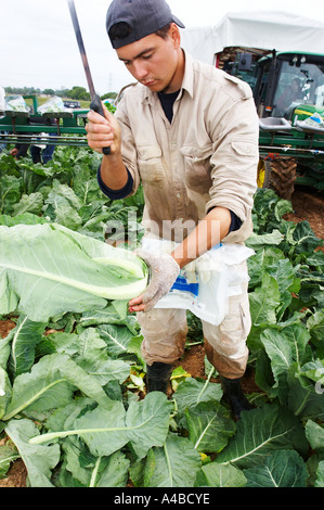 Les travailleurs d'Europe de l'est la récolte des choux-fleurs à la main dans le sud de l'Angleterre Banque D'Images