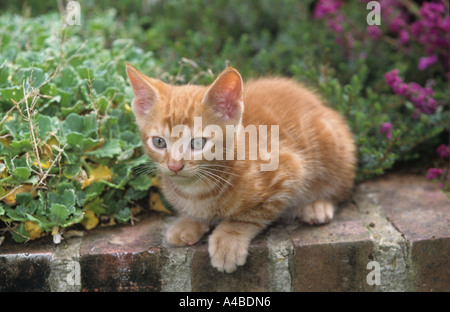 Ginger Kitten dans jardin Banque D'Images