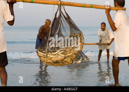 Les pêcheurs de Goa en transportant les sardines et le maquereau de leurs filets à Benaulim Beach Banque D'Images