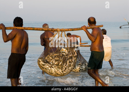 Les pêcheurs de Goa en transportant les sardines et le maquereau de leurs filets à Benaulim Beach Banque D'Images