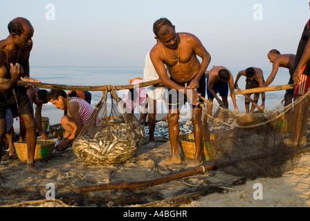 Les pêcheurs de Goa en transportant les sardines et le maquereau de leurs filets à Benaulim Beach Banque D'Images