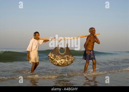 Les pêcheurs de Goa en transportant les sardines et le maquereau de leurs filets à Benaulim Beach Banque D'Images