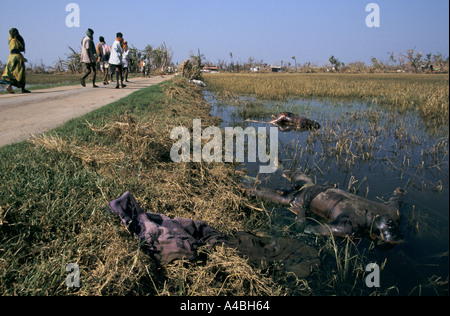 Cyclone Orissa, Inde, 1999 : en cas d'organes ne sont pas enterrés dans trois jours les croyances locales les gens sont réticents à toucher les morts Banque D'Images