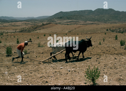 Homme labourant, sec, aride, CHAMP DE TERRE, AVEC OX, AU COURS DE PROJET EN ERYTHRÉE, 1991 Banque D'Images