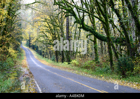 39 029,09516 Petit a ouvert deux voies Back-Road Torsion Autoroute sous un couvert forestier de l'automne Banque D'Images