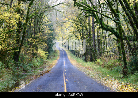 39 029,09519 Petit a ouvert deux voies Back-Road Torsion Autoroute sous un couvert forestier de l'automne Banque D'Images