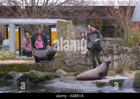 Zalophus californianus otaries de Californie d'alimentation au Zoo d'Edimbourg Ecosse UK Banque D'Images